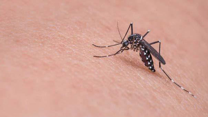 মশাবাহিত রোগ থেকে সাবধান