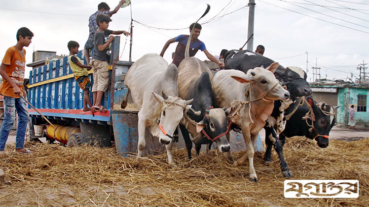 রাজধানীতে খোলা জায়গায় গরুর হাট বসাতে হাইকোর্টে রিট