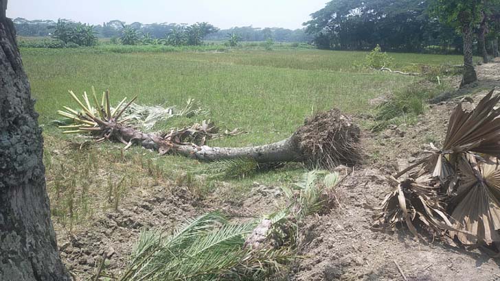গ্রামীণ সড়ক সংস্কারে তাল ও খেজুর গাছ উজাড়
