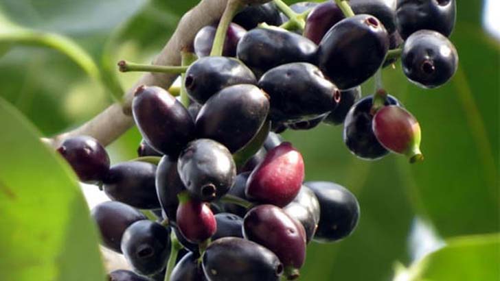 গরমে সুস্থ থাকতে কালোজাম খান