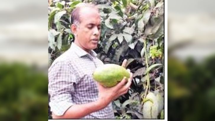 একটি আমের ওজন ৫ কেজি!