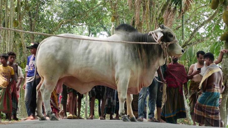 প্রধানমন্ত্রীকে কুরবানির গরু উপহার বুলবুলের