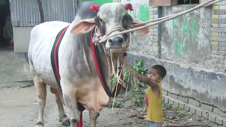 প্রধানমন্ত্রীর প্রতি ভালোবাসা কৃষক দম্পতির