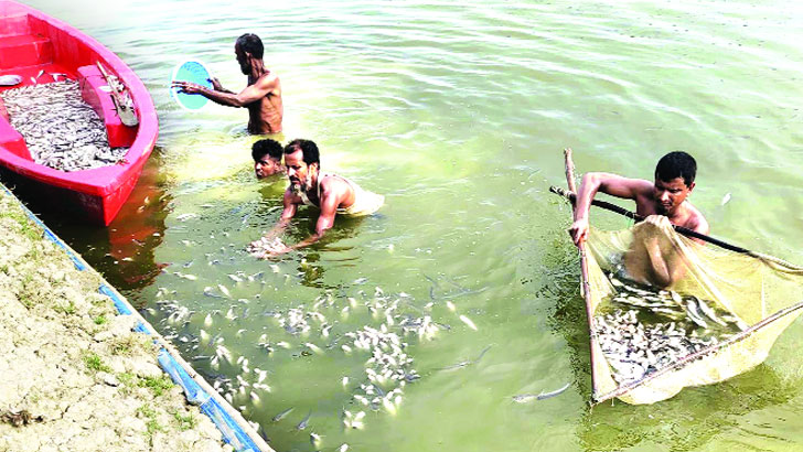 অক্সিজেন সংকটে পুকুরে পুকুরে মাছ মরে ভাসছে