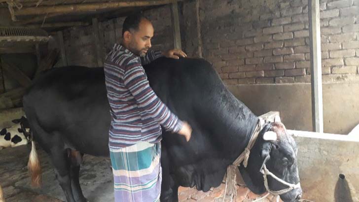 ৩০ মণের ‘সিংহরাজ’ নিয়ে চিন্তিত সুচিন্ত্য (ভিডিও)