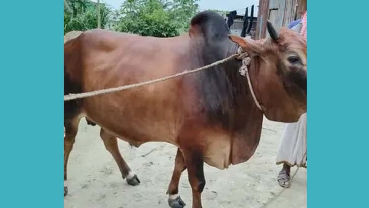 কুরবানির হাট কাঁপাতে প্রস্তুত ধামরাইয়ের সম্রাট লালবাহাদুর শাহ