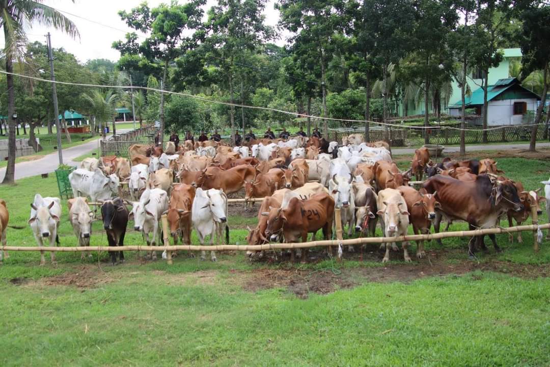 বিজিবির অভিযানে ৭৫টি বার্মিজ গরু জব্দ 