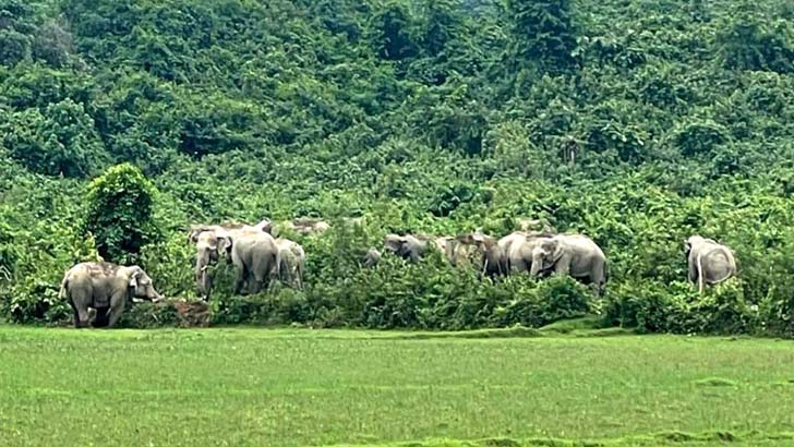 বন্যহাতির আক্রমণে চরম আতঙ্কে দুর্গাপুরের গ্রামবাসী