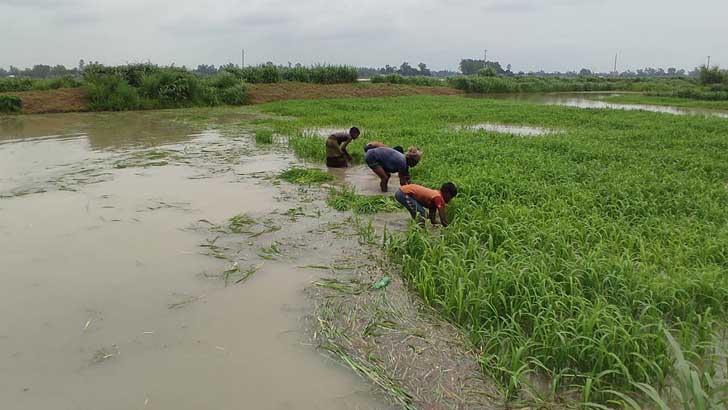 যমুনার পানি বৃদ্ধি অব্যাহত