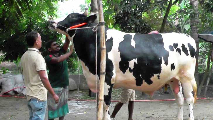 কুরবানির পশুর হাট কাঁপাবে বেলাবোর ‘ডিপজল’