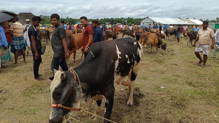 পাহাড়ে জমে উঠেছে কুরবানির পশুরহাট, কদর বেশি পাহাড়ি গরুর