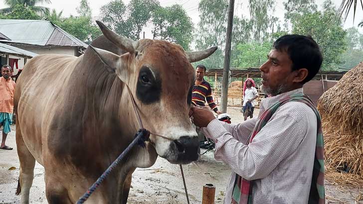 ‘রোনাল্ডোর’ ওজন ১৭ মণ