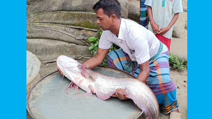 পদ্মায় ধরা পড়ল সাড়ে ১২ কেজির বোয়াল