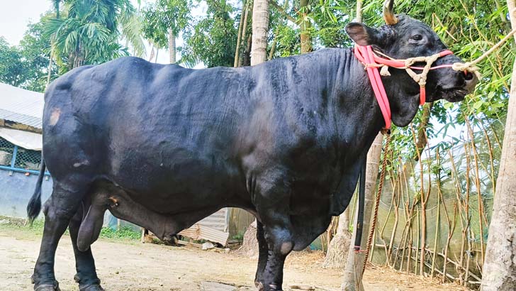 এবারো বিক্রি হয়নি দেশসেরা ত্রিশালের কালো মানিক