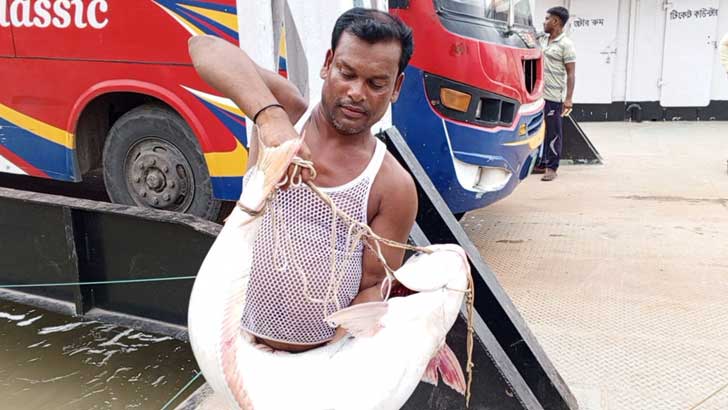 কত টাকায় বিক্রি হলো পদ্মার পাঙ্গাস