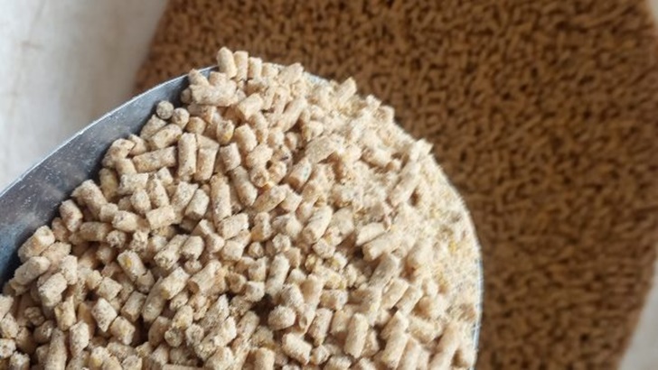 গরুকে খাওয়ানো হচ্ছে ব্রয়লার মুরগির খাবার