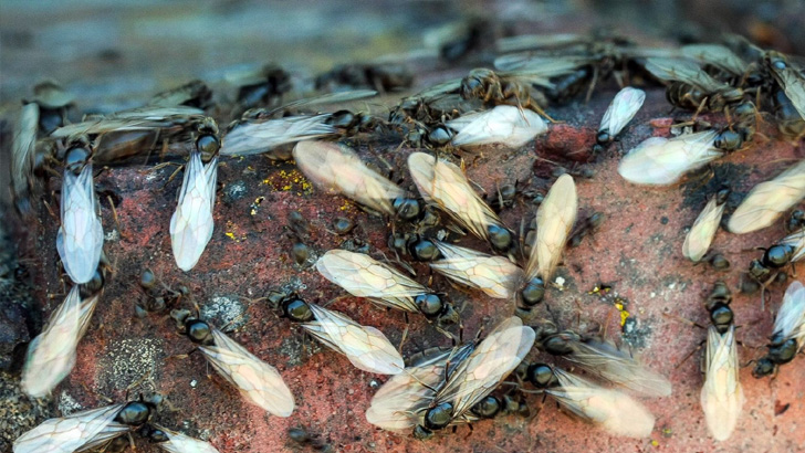 যুক্তরাজ্যে এক মাইল দীর্ঘ পিঁপড়ার ঝাঁক