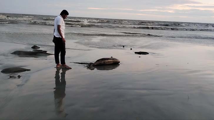 কুয়াকাটা সৈকতে ভেসে আসল মৃত ডলফিন