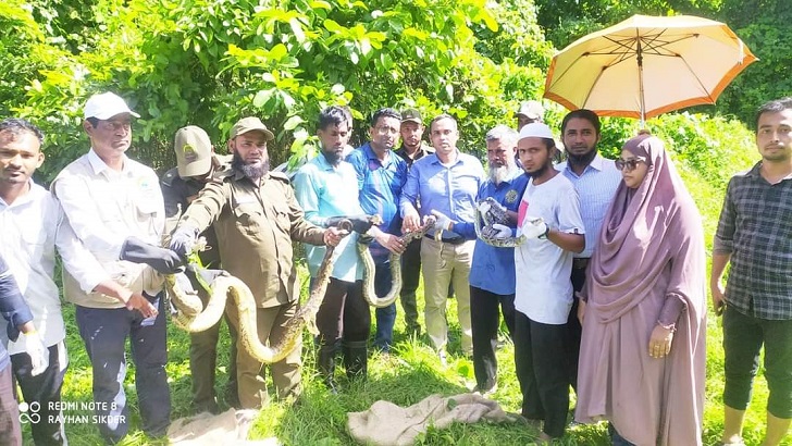 চুনতি অভয়ারণ্যে ২৬টি অজগর অবমুক্ত