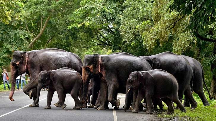 খাবারের ঘ্রাণে বিয়ের অনুষ্ঠানে হাতির পাল, অতঃপর...