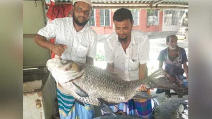 রাব্বানীর জালে উঠে এলো ২২ কেজির কাতল