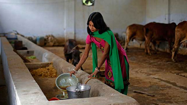 গোমূত্র থেকে তৈরি হবে শ্যাম্পু!