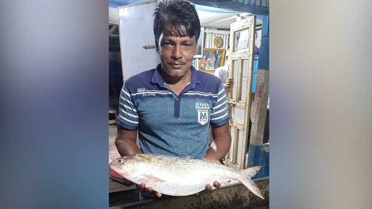 জেলের জালে ৩ কেজি ওজনের রাজা ইলিশ