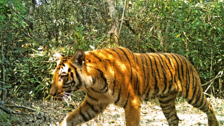 বন বিভাগের অফিস চত্বরে আবার দেখা গেল বাঘ