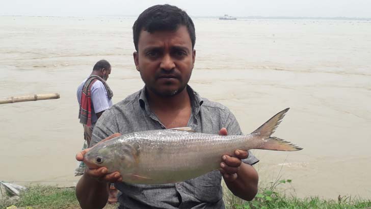 পদ্মার এক ইলিশের দাম ২৮৬০ টাকা!