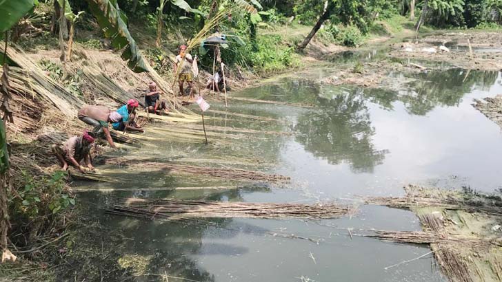 পাট জাগ দিতে পুকুর ভাড়া, এক বিঘায় ২০০০ টাকা!