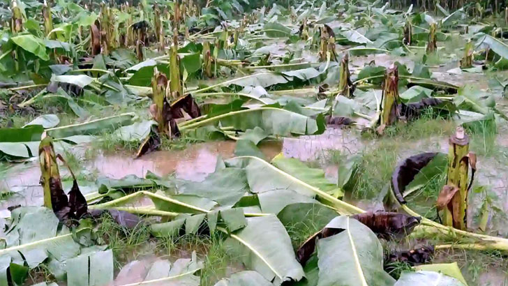 দুর্বৃত্তদের হাতে নষ্ট হলো সাড়ে ৫ বিঘা জমির কলাগাছ