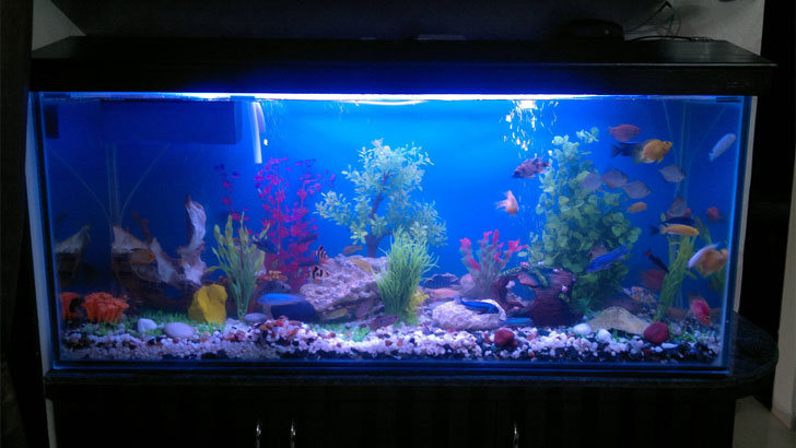 অ্যাকুরিয়ামে মাছ থাকলে ওই রুমে নামাজ হবে?