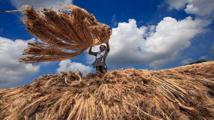 পাটের দাম নির্ধারণেও সিন্ডিকেট