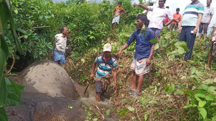 খাল থেকে মৃত হাতি উদ্ধার