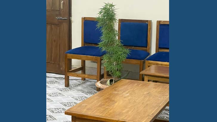 বিশ্ববিদ্যালয়ের হলে টবে গাঁজার চাষ!