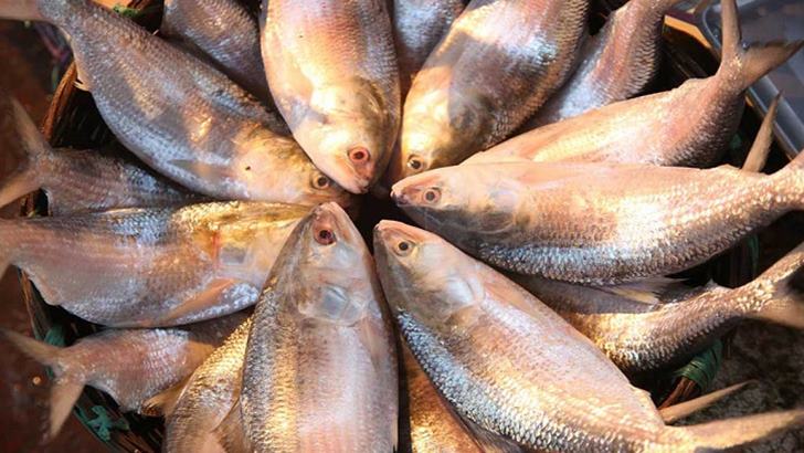 ভারতে ইলিশ রপ্তানির অনুমোদন পাচ্ছেন ৯৬ ব্যবসায়ী