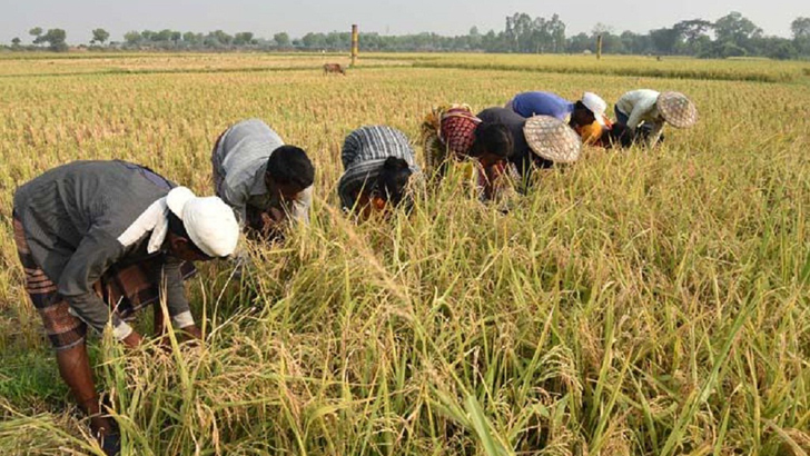 ৬০ বিঘার বেশি কৃষিজমি একক মালিকানায় নয়