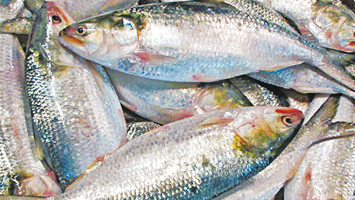 ইলিশ তুমি কার