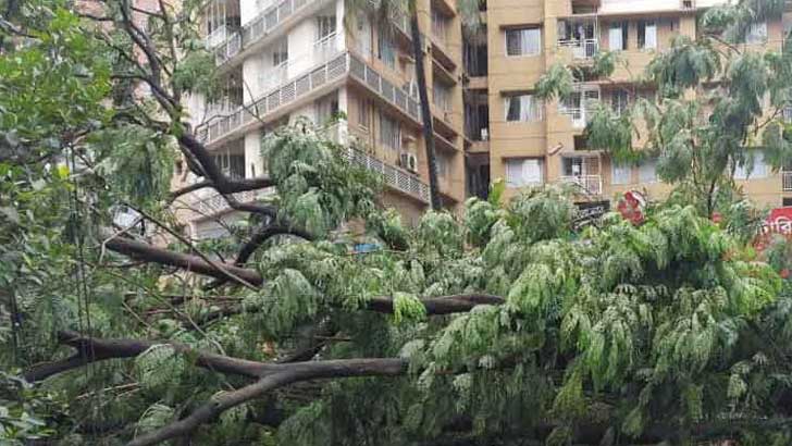 ঝুঁকিপূর্ণ গাছ, মরা ডাল দেখার কেউ নেই