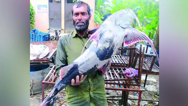 পদ্মায় ধরা পড়ল ২৫ কেজির বাঘাইড়