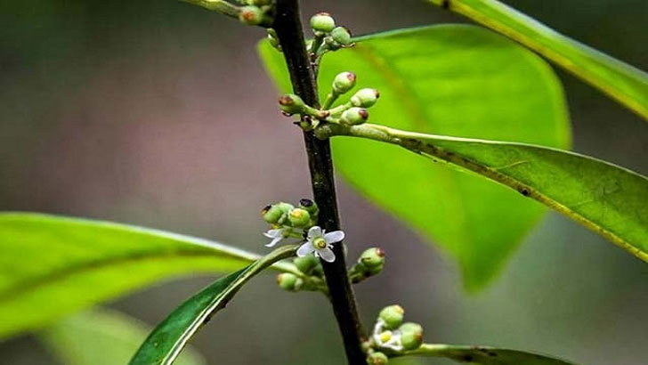 ব্রাজিলে ১৮৫ বছর পুরোনো গাছের চারা