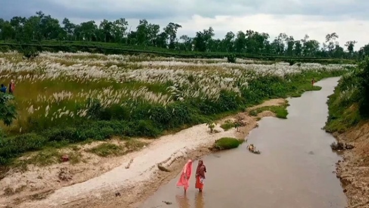 ডেমরায় মুগ্ধতা ছড়াচ্ছে কাশফুলের শুভ্র সমারোহ