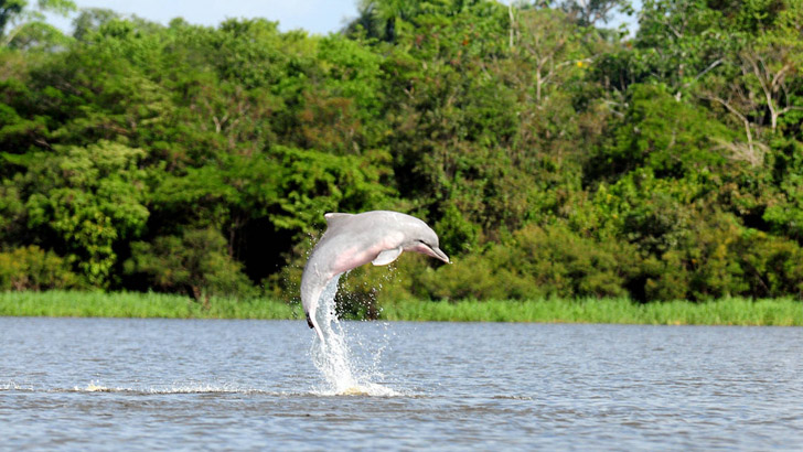 অতিরিক্ত তাপে মরছে আমাজনের ডলফিন