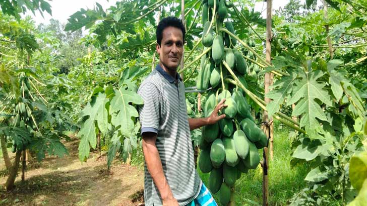 গাজীপুরে পেঁপে চাষ করে চমক দেখালেন ফেরদৌস