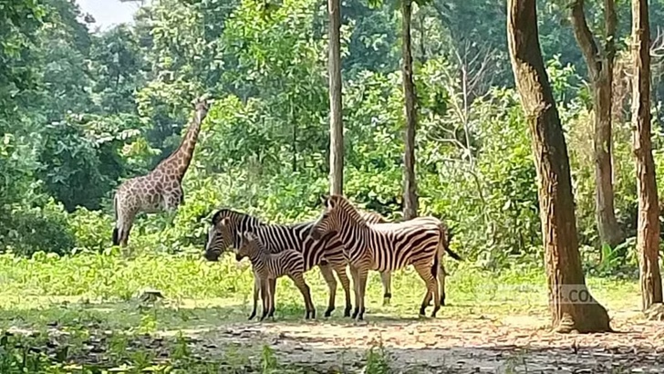 বঙ্গবন্ধু সাফারি পার্ক নীলগাই কমন ইল্যান্ড জেব্রা পরিবারে নতুন পাঁচ অতিথি