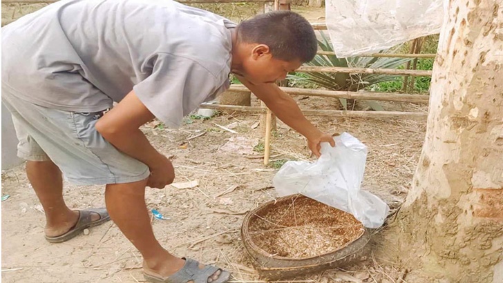 পিঁপড়ায় চলে তাদের সংসারের চাকা