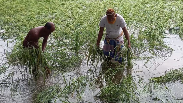 কৃষকের স্বপ্নের ফসলে ‘মিধিলির’ আঘাত 