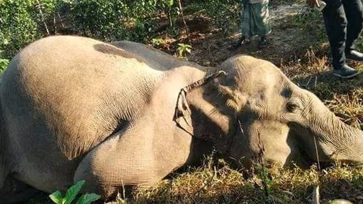 ঈদগাঁওয়ে বরই চুরি ঠেকানোর তারে বন্যহাতির মৃত্যু