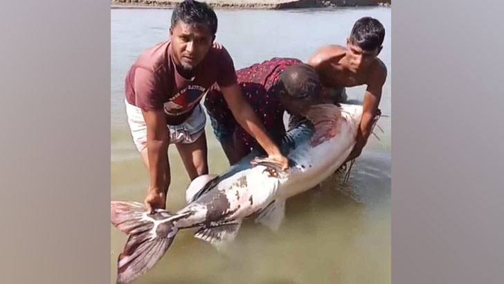 ব্রহ্মপুত্র নদে ধরা পড়ল ৮৫ কেজি ওজনের বাগাড়