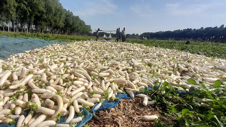 ৩০ মণ মুলায় ১ কেজি ইলিশ, ৮ মণে ১ লিটার তেল!